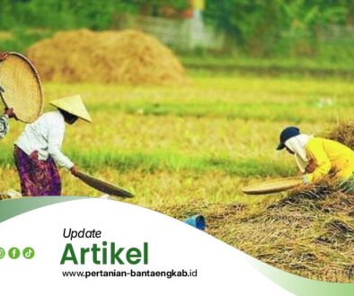 Dinas Pertanian Kabupaten Bantaeng Artikel1